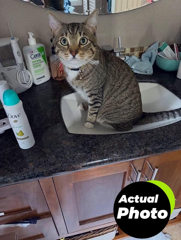 universal-bathroom-sink-stopper-1-2in1-pic-3